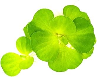 SubstrateSource Live Floating Plant - Water Lettuce (Pistia stratiotes) - Easy Surface Cover for Aquariums & Ponds