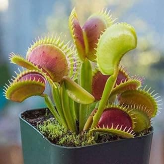 Mphmi Seedless Plant Outdoor Plants Venus Flytrap, Dionaea muscipula - Plant