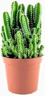 Creative Farmer Balcony Indoor Plant Cereus Fairy Castle Cactus Fast-Growing - |Patio|Home|Ndoor|Bedroom|Table|Living Room|Office Decoration Gift (Healthy Live Plant)