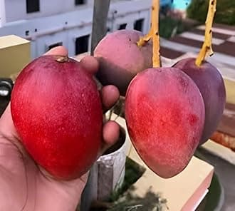 Grafted hybrid Healthy Original "Red Miyazaki Mango" Live plant,Pack of 1(Plant- 1.5 Feet Height) Healthy Fruit Plant For Home Garden Plants Tree