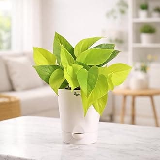 Ugaoo Golden Money Plant Indoor With Self Watering Pot