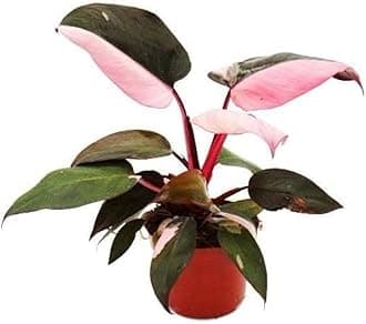 Garden art New Exotic Rare Philodendron Live Plant Pink Princess | With 5 inch Black Nursery Grower pot | For Indoor, Living Room, Home Decor And Gardening