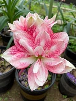 � Imported Amaryllis Lily Light Pink Color Flower Bulbs For Gardening (Pack Of 5 Bulbs)