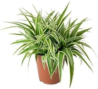 Garden Art Spider Plant indoor live plant (Chlorophytum Comosum)
