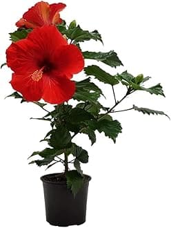Oyeboy Red Hibiscus Live Flower Plant with Pot