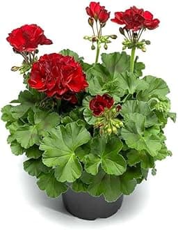 Geranium Flower Pelargonium Crane's-bill Plant गरीबों का गुलाब Live गुल महिरा Indoor Healthy Ornamental Low Maintenance with Pot (Pack of 1) (Maroon) (Size 6-12 Inch Plant)