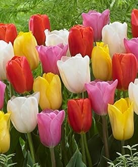 Flower Bulbs Tulip Imported Flower Bulbs For Gardening (Multi-Mix, Pack of 6 Bulbs)