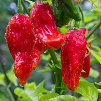 Pack 2 Red Ghost Pepper Plants, Live Red Ghost Pepper Plants, Live Ghost Peppers, Ghost Pepper Plants for Growing, 80 Days Old Plants