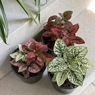 Mphmi Nursery Delhi Indoor Plants Polka Dot Plant, Hypoestes - Plant