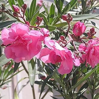 Plantazee Atp F Kaner, Nerium Oleander (Pink, Double) Flower Live Plants