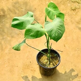 Mphmi Pune Plants Live Season Air Purifying Plants-Monstera Deliciosa in 8 Inch Nursery Pot