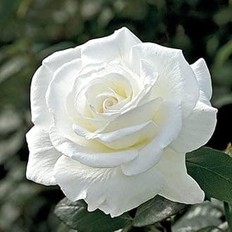 EVERGREEN PLANT WHITE ROSE PLANTS | BEAUTIFUL OUTDOOR GARDEN DECOR PLANTS