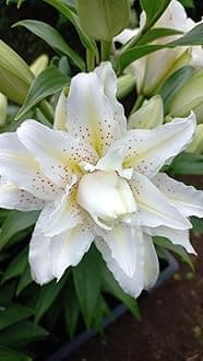 SVG® Oriental lily Double Imported Flower Bulbs All season for Your Home and Gardening Pack 2 bulbs (PURE WHITE)