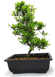 Japanese Import Satsuki Azalea Bonsai Tree Senbazuru