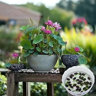 15pcs Germinated Lotus Seeds, Ready to Plant - Mixed Color Bonsai Bowl Lotus for Indoor & Outdoor Aquatic Gardens, Includes Planting Guide, Easy Growth (Germinated Lotus Seeds (Ready to Plant))