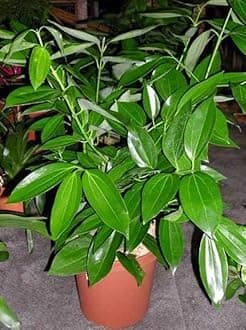 Live Spice Plant (Live Tej Patta,Bay Leaf, Tez Patta Spice Plant.With 1 Nursery Grow Bag | Care Spices Plants Live Indian Bay Leaf Plant Tejpatta Spice tree (Bay Leaf Plant))