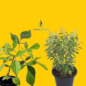 GrowHeaven Live Bel Patra plant With Live Ayurvedic Rama Tulsi combo Pack - 2 With Black Pot (TULSI + BEL PLANT COMBO)