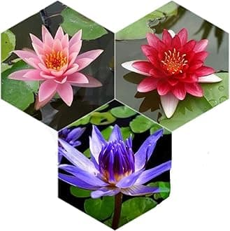 Water Lily Tuber 3 Pre-Grown Hardy Lily Rhizome Live Aquarium Plant