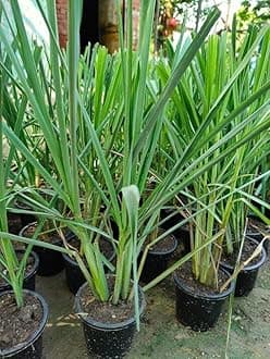 All Season Lemongrass Plant With Pot Live Plant Used For Home Medicin And Make A Good Tee Live Esy To Growing Plant Pack Of -1