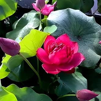 Rare Red Hybrid Lotus All Season Live Plant Big Water Lily (TUBER Root) Orginal Variety Guarante Blooming With in 30 Days For Outdoor and...