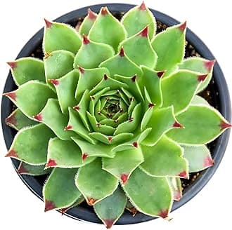 GrowHeaven Live Laxmi Vishnu Kamal Succulent Plant With Pot (LAXMI KAMAL PLANT)