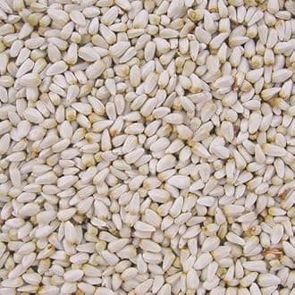 Safflow Seed Birds Food for Gray Parrot,Indian Parrot, Macaw,Cockatoo and Exotic Birds (500 Grams)