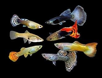 Swimming Creatures™ 24 Assorted Male & Female Guppy Live Tropical Freshwater Aquarium Fish