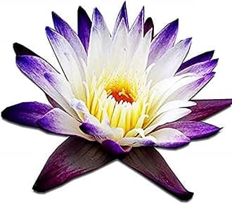 (Nymphaea Purple Joy) Tropical Water Lily Tuber Live Aquatic Plants for Freshwater Fish Pets Pond Balcony Decorations by Greenpro