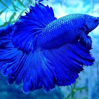 Super Blue Halfmoon Male Betta Fish, White