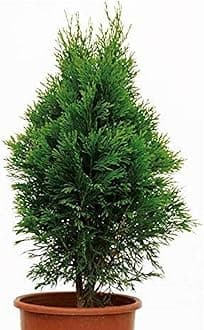 OhhSome Live Plant Thuja Green Giant Plants For Garden (Arborvitae) Home (1 Live ¦House Plant)