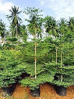 OhhSome Terminalia Mentalis Chinese Mantaly (Best Shade & Ornamental Tree) Green(1 Plant)