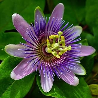 YouGarden Passiflora Lavender Lady in 9cm Pot - Exotic Passion Flowers - Perfect in Pots for Patios - Passion Vine Garden Ready Plants in Pots - Perfect for Exotic Gardens