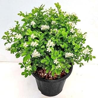 Live (MURRAYA) paniculata Madhu Kamini Flower Live Plant With Pot Outdoor Garden Decor Live Plant With Pot