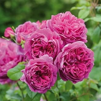 M-Tech Gardens Rare Hybrid Rose Flowering Plant (Young Lycidas, Bud Grafted) Exotic 1 Live Flowering Plant