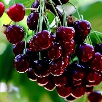 2 Black Cherry Trees Live Plants, Bareroot 1-2 Feet Tall, Dwarf Cherry Plants Live, Cherry Fruit Trees