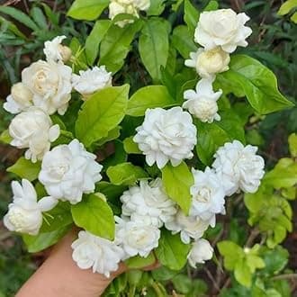 - Bhajanlal Greenery White Mogra Live Plant White Jasmine Flower Outdoor Plant Arabian Jasmine Mogra Fragrant Flower Plant for Home Balcony and Garden with 4 Inch Black Pot