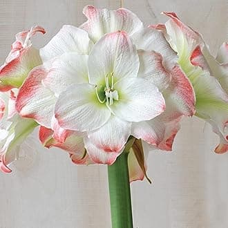 Amadeus Amaryllis flower Bulbs for Growing - 3 Amadeus Amaryllis Flowers Bulbs - Fragrant Flower Bulbs for Home Garden - Low Maintenance Flower Bulbs | Flowering Bulbs