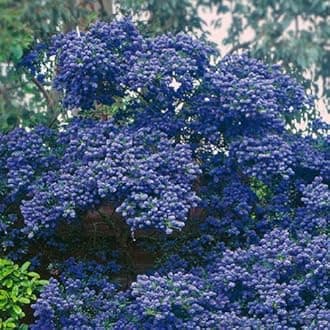 Ceanothus Concha - Evergreen Outdoor Hardy Shrub - Flowering Garden Plant for Borders, Pots, Containers and More (9cm Pot, 20-30cm)