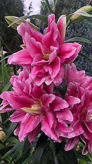 SVG® Double Oriental Lily Flower Bulbs for Home and Gardening, pack of 5 Bulbs (MAGENTA)
