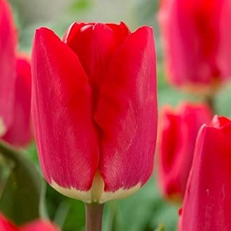 Tulip Fostery King Bulbs – Pre-Chilled Since Fall for Faster Blooms | Red & Golden Yellow Flowers for Stunning Spring Gardens | Easy to Grow, Beautiful Perennial (12 Pack)