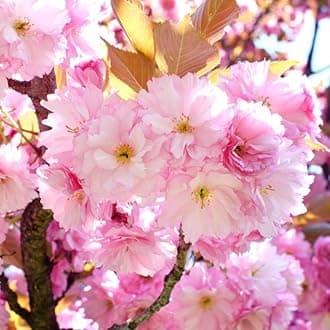 Kwanzan Cherry Blossom Tree, Double Pink Cherry Blossom, 8 to 12 Inch Tall Cherry Blossom Tree Live in Pot, Perennial Cherry Blossom Sapling, Cherry Blossom Tree Plant