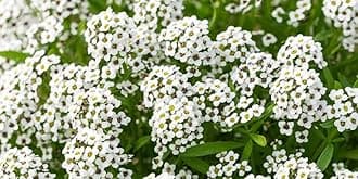 Sweet Alyssum Seeds - Carpet of Snow (Lobularia maritima), Pack of 50,000 Seeds by Seeds2Go