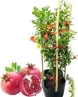 Pack 2 Potted Wonderful Pomegranate Tree Live Plant - Hardy Red Pomegranate Bush - for Gardens and Pots- Full Roots and Easy to Plant, Size 10 to 15 Inch Tall