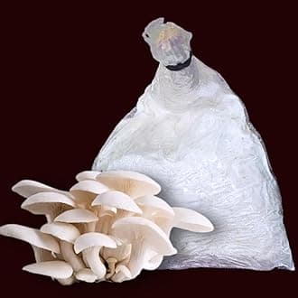 Summer Season Oyster Mushroom Growing Kit (200 Gm + 2 PP Bags), First Generation Edible Fi Ah Variety High Yield Big Size White Oyster Mushroom Seed for Home Garden