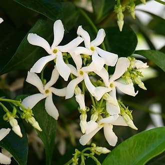 YouGarden Trachelospermum jasminoides in a 9cm Pot, Ready to Plant, Climbing Plant with White Summer Flowers, Fragrant Flowers for Pots and Borders in the Garden