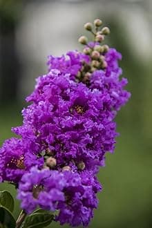 Crape Myrtle (Lagerstroemia) urush Flower Plant(purple) – Live Ornamental Tree, Vibrant Blooms – Ideal for Garden & Landscaping– My Dream Garden