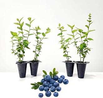 Pink Lemonade Blueberry (Emerald)