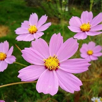 200Pcs Cosmos Seeds Elegant Pink Flowers is A Great Choice for Garden Decoration Entry Level Flower Variety Suitable for Novices