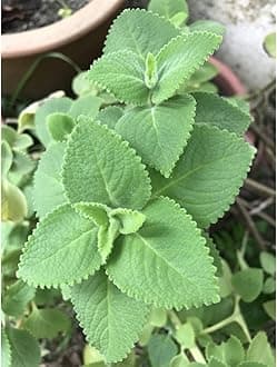 Ajwain/Trachyspermum Medicine Plant with 4" black pot pack of 1