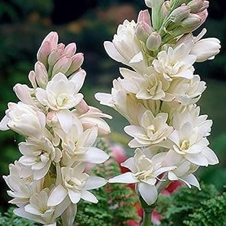 Rajnigandha Polianthes Tuberose Flower bulbs pack of (6)